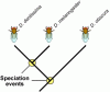 drosophila_clade.gif