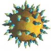 hepatitis-C-virus-1.jpg
