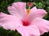 hibiscus flower.jpg