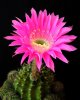 Cactus flower.jpg