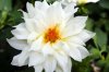 Beautiful-white-flower.jpg