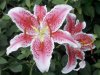 Lily Flower.jpg