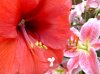 red-lilies-.jpg
