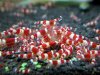 Crystal-red-shrimp.jpg