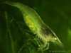 green shrimps.jpg