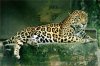 jaguar-41.jpg