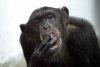 monkey_smoking_marijuana_cigarette.jpg