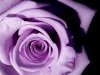 Lavender_rose.jpg