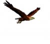 izobrazhenie_345--ptica kako leti.jpg
