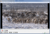 2014-11-27 12_48_26-Animal Planet HD - VLC медија плејер.png