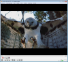 2015-02-01 14_45_00-Nat Geo Wild HD CZ - VLC медија плејер.png