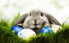 Free-Easter-Bunny-Wallpapers-HD.jpg