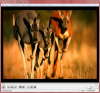 2015-04-15 00_52_21-NAT GEO WILD - Ace Player HD (VLC).png