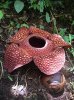 Rafflesia arnoldii.jpg