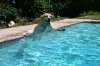 comedy pool labrador Cooper.jpg