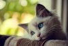 blue-cat-cute-sad-Ř­ŰŚŘ§ŘŞ-Ů Ř­Ř&#18.jpg