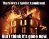 funny-scared-spiders-pictures-pics.jpg