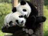 imagen-oso-panda-imajen-ositos-fotografias-fotos-600x431.jpg