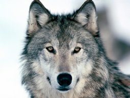 Wolf 13