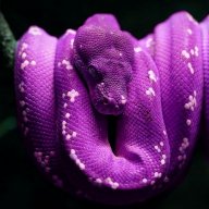 consstrictor