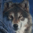 - wolf -